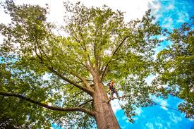 Woodville, TX  Tree Services Company